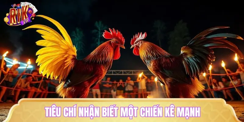 Chuyên gia RIKVIP chỉ ra đặc điểm một chú gà chiến mạnh